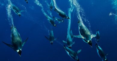 O arquiteto da vida: As penas do pinguim-imperador