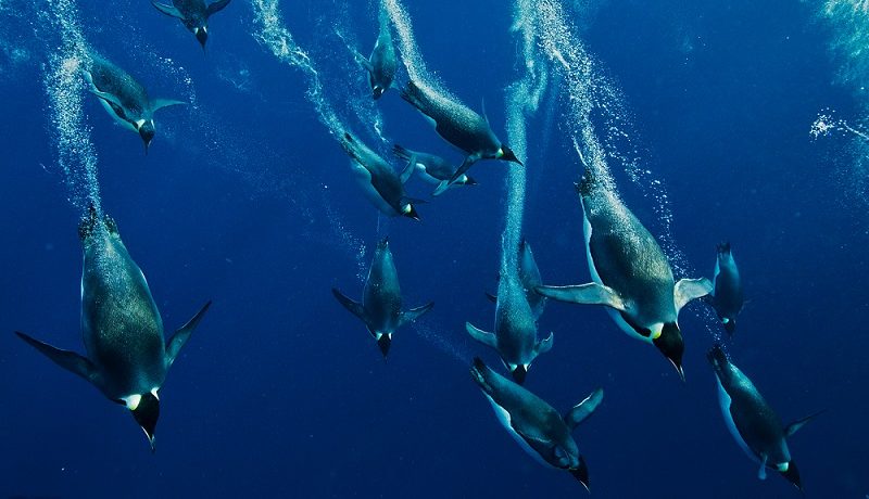 O Arquiteto da vida: As penas do pinguim-imperador