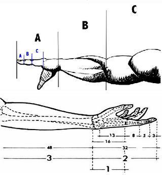 Fibonacci no corpo humano - dimensões de braços e mãos
