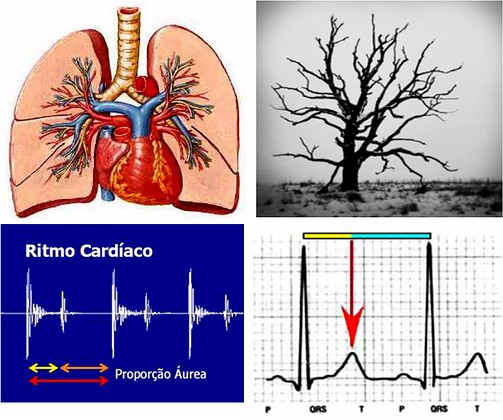 Fibonacci no sistema circulatório e ritmo cardíaco