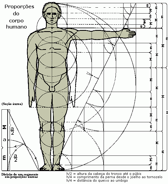 Fibonacci e Phi nas proporções do corpo humano - divisão de um seguimento em proporções aureas