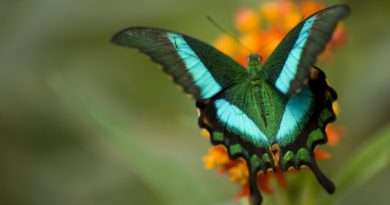 A borboleta Papilio Blumei