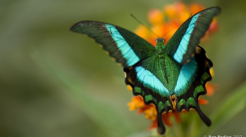 A borboleta Papilio Blumei