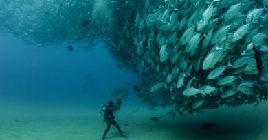 O comportamento anticolisão dos peixes