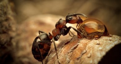 Formigas se comunicam através de protocolo de dados via Internet