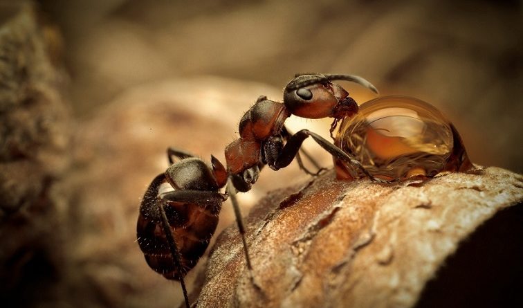 Formigas se comunicam através de protocolo de dados via Internet