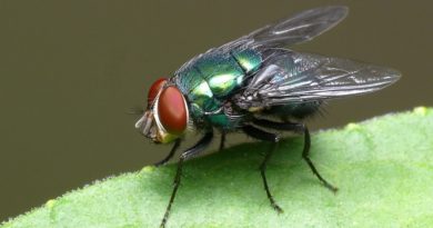 Moscas voam com "Piloto Automático Natural"