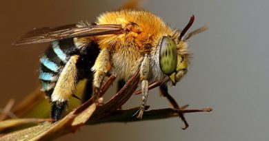 Abelhas usam "piloto automático biológico" para aterrissar