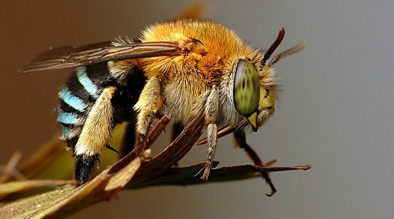 Abelhas usam "piloto automático biológico" para aterrissar