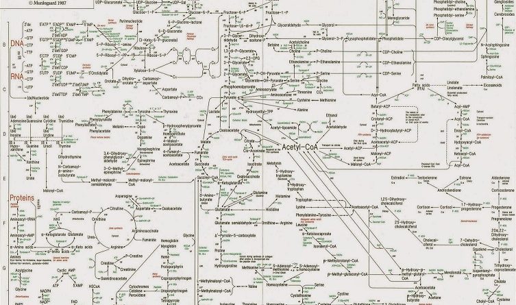 O complexo mapa metabólico humano