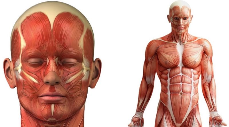 25 fatos impressionantes sobre o corpo humano