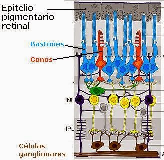 5fb60-epitelio_pigmentario_retinal