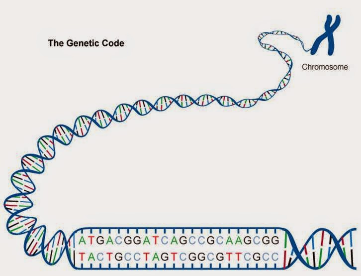 genetic_code_2