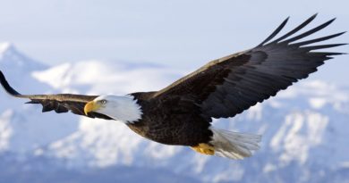 As eficientes pontas das asas das aves planadoras