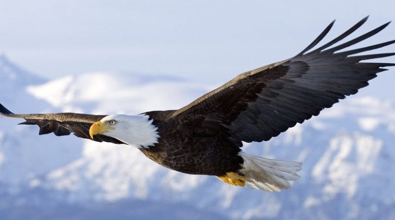 As eficientes pontas das asas das aves planadoras