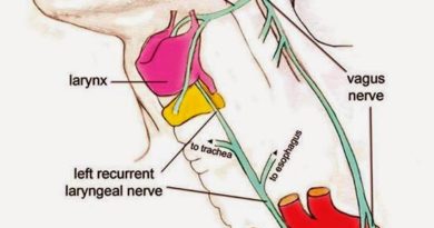 O suposto “Bad Design” no nervo laríngeo recorrente