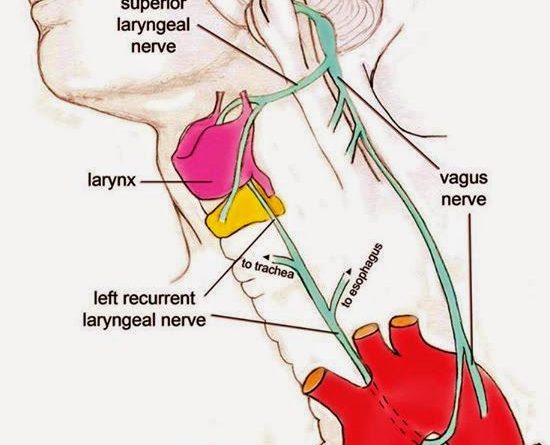 O suposto “Bad Design” no nervo laríngeo recorrente