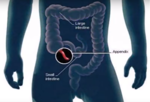 apêndice humano
