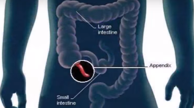 O Apêndice é um órgão vestigial?
