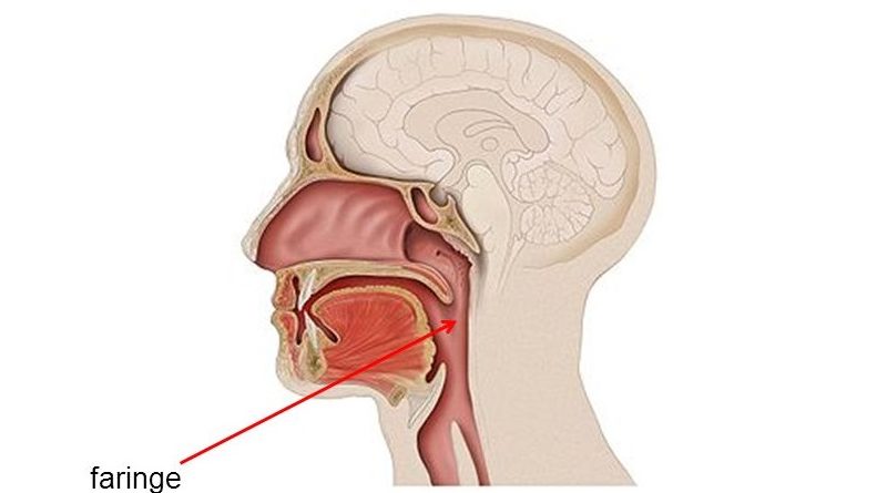 A Faringe humana é evidência de um projeto ruim (Bad Design)?