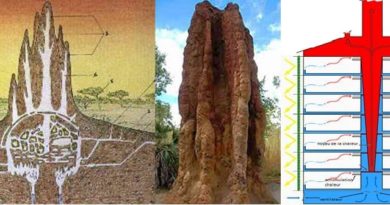 Biomimética - o design e arquitetura complexa dos cupinzeiros inspiram construções sustentáveis