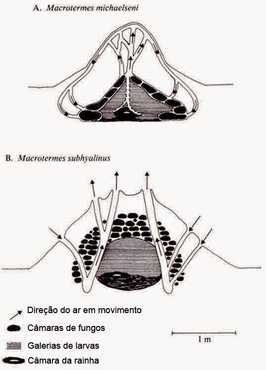 Esquema descoberto do interior do cupinzeiro e suas estruturas.