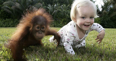 O mito dos 99%: Será que humanos e chimpanzés são tão semelhantes como dizem os evolucionistas?