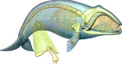 Os ossos pélvicos em cetáceos são "pernas" vestigiais?