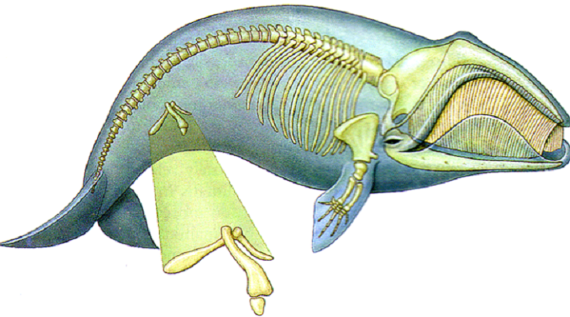 Os ossos pélvicos em cetáceos são "pernas" vestigiais?