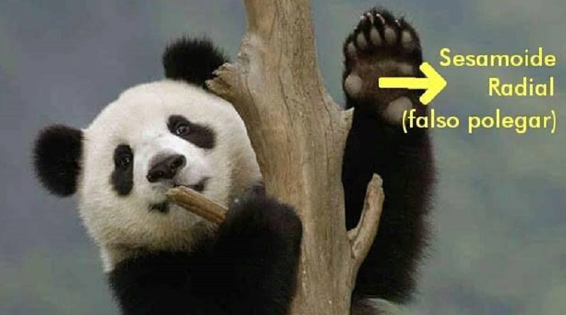 O Design Inteligente no Pseudo-Polegar do Urso Panda