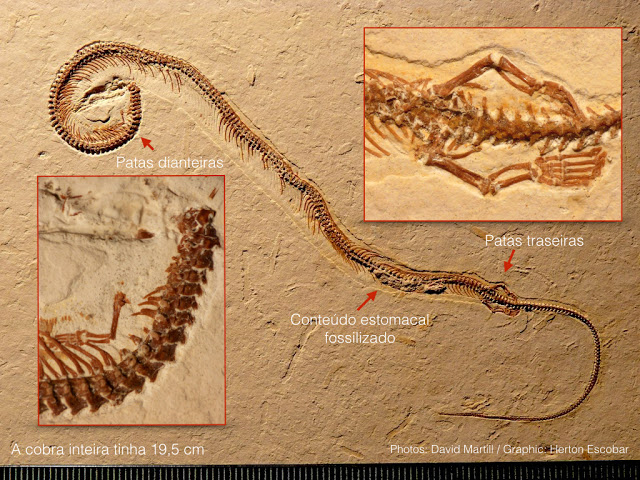 Fóssil da Tetrapodophis amplectus - imagem fonte: Estadão