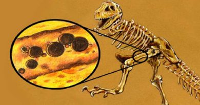 Paleobiologia e as descobertas de tecidos moles em fósseis de dinossauros de milhões de anos