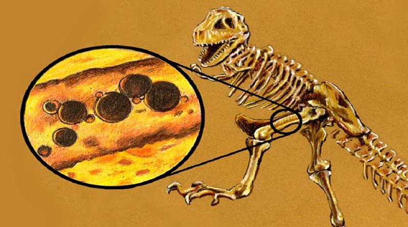 Paleobiologia e as descobertas de tecidos moles em fósseis de dinossauros de milhões de anos