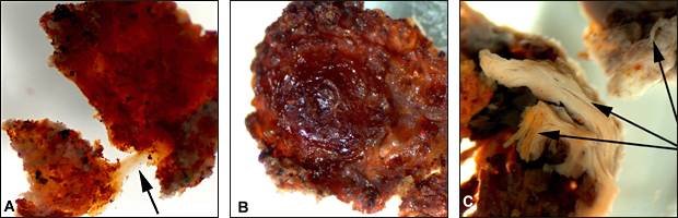 Fragmentos desmineralizados de tecidos que revestem a cavidade da medula de um fêmur Tiranossauro Rex (fonte: goo.gl/p2tWxx)