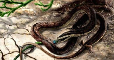 A serpente do Éden tinha patas - confirmado pela ciência?