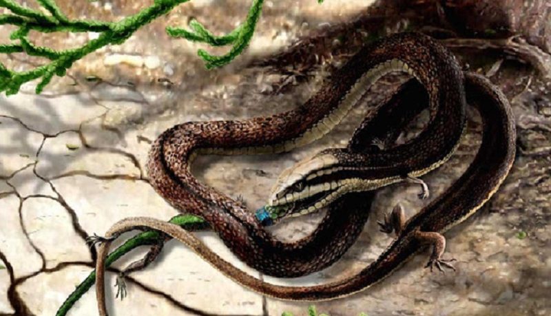 A serpente do Éden tinha patas – confirmado pela ciência?