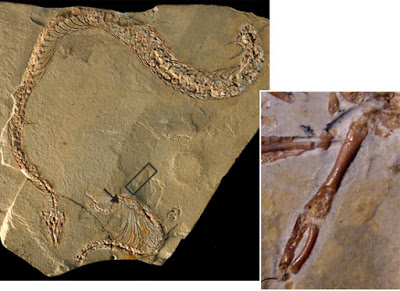 Fóssil da Eupodophis descouensi - imagem fonte: Science