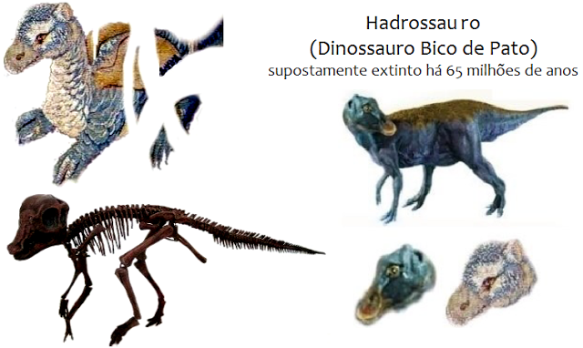 Imagem 09: Semelhanças entre o desenho no retalho francês e do fóssil de um Hadrossauro (à esquerda) e da representação atual computadorizada de como seria o mesmo animal (à direita), também chamado de Dinossauro Bico de Pato.