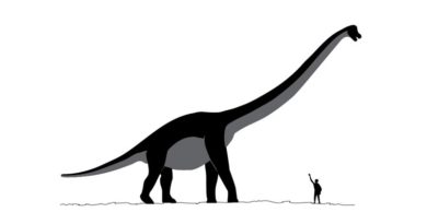 Dinossauros e humanos viveram juntos? Existem evidências disso?