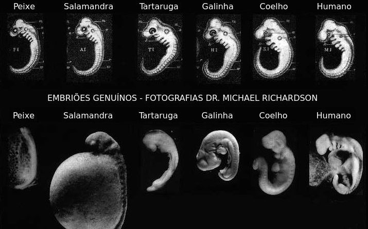 Os embriões de Haeckel: uma das maiores fraudes em Biologia