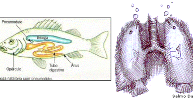 Bexiga natatória de peixes: um precursor do pulmão humano, como diz o evolucionismo?
