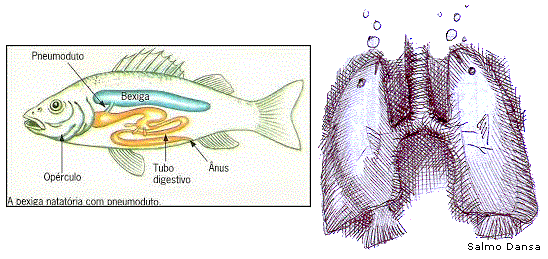 Bexiga natatória de peixes: um precursor do pulmão humano, como diz o evolucionismo?