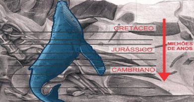 Fóssil de Baleia encontrado na vertical ultrapassando estágios geológicos