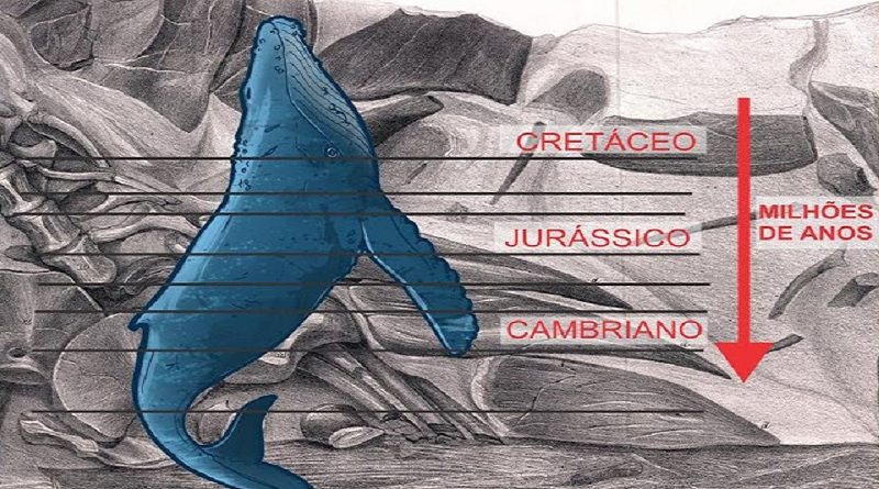 Fóssil de Baleia encontrado na vertical ultrapassando estágios geológicos