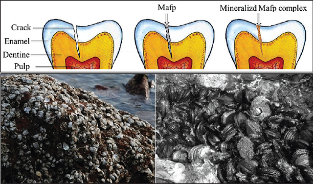 Imagem fonte: Dental Hypotheses