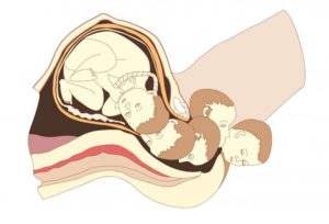 provas-da-teoria-da-evolucao-5