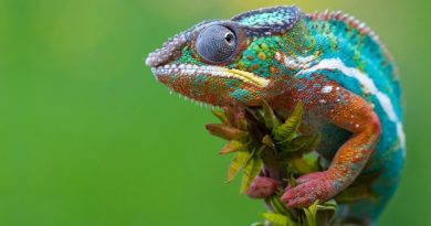 Origens: Episódio 07 – Camuflagem e Mimetismo