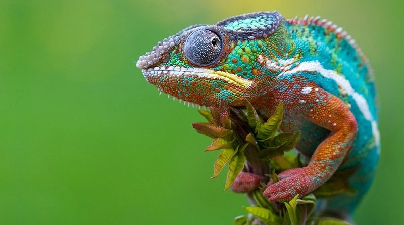 Origens: Episódio 07 – Camuflagem e Mimetismo