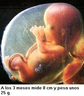 Este é um embrião com 3 meses de gestação. Todos os órgãos vitais já estão formados e inclusive, ele já possui reflexos. Imagem fonte: Gestação do Bebê