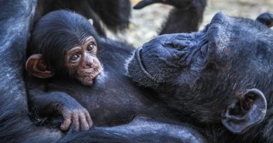 Você já ouviu falar em complexidade irredutível